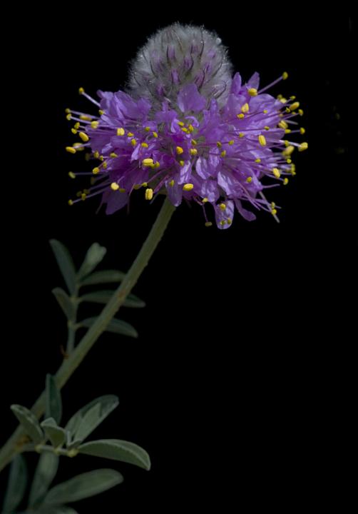 Prairie Clover, Dalea ornata.jpg